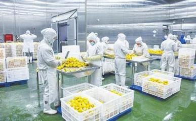 四川德順源食品股份 凍干食品出口繁忙，工人加緊生產(chǎn)迎海外市場